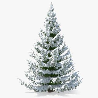 Spruce Tree Covered with Snow 3D model