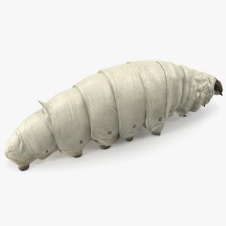 3D model Silkworm White Rigged for Maya