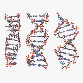 3D model DNA Structures Collection