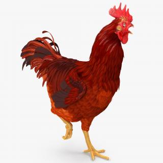 Brown Hen Standing on one Leg 3D model