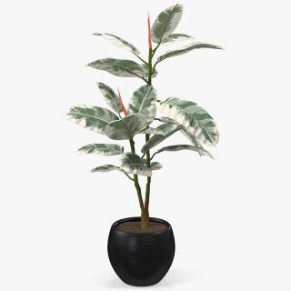 3D Rubber Tree Variegata in Pot model