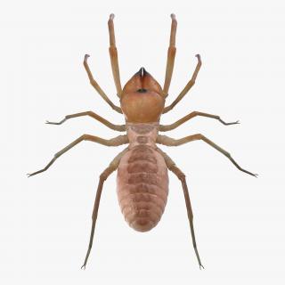 3D model Solifugae or Camel Spider