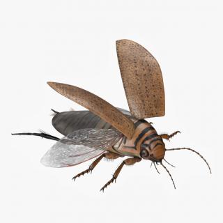 3D Insect Water Beetle Beige Realistic Rigged for Maya