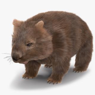 3D Common Wombat Brown Fur model