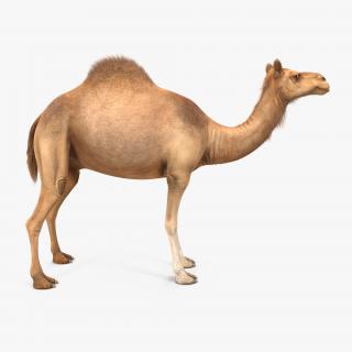 Camel 3D model