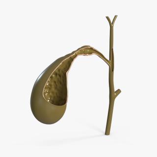 Gall Bladder Cut Plastic 3D model