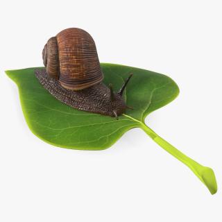 Garden Snail Crawls on a Leaf 3D model