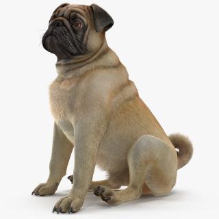 Pug Dog Sitting Pose Fur 3D model