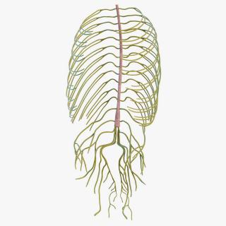 3D Human Torso Nervous System