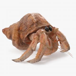 3D Hermit Crab Walking Pose with Fur model