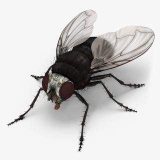 Fly 3D model