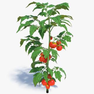 3D Tomato Plant with Fruits and Flowers