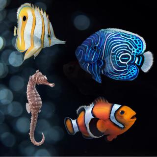 3D Coral Fishes Collection model