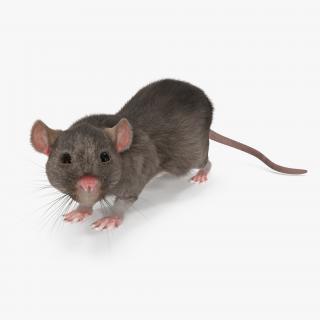 3D model Rat Rigged