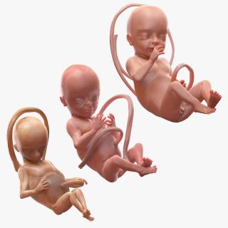 3D Second Trimester Human Embryos Collection