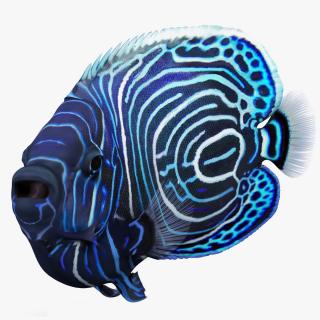 3D Emperor Angelfish Rigged for Cinema 4D model