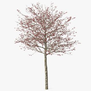 Winter Cockpur Hawthorn Small with Berries 3D