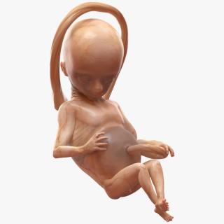 Second Trimester Human Fetus 16 Weeks 3D