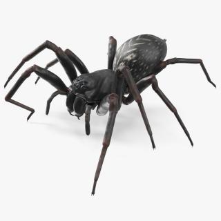 Black Wolf Spider Rigged 3D model