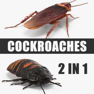 Cockroaches Collection 3D