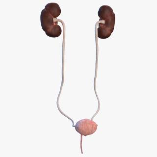 Female Urinary System Anatomy 3D model