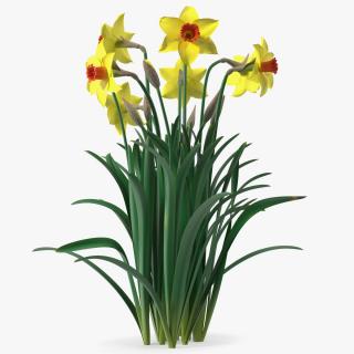 Growing Yellow Daffodils 3D model