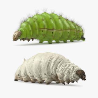 Silkworms Fur Collection 3D model