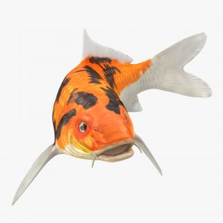 3D Koi Fish Swiming Pose