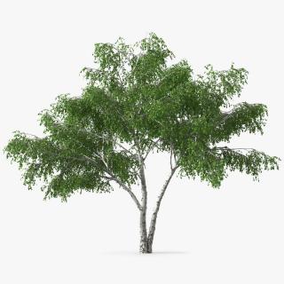 3D Silver Birch Green Tree model