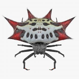 Spiny Orb Weaver Spider Rigged with Fur 3D model