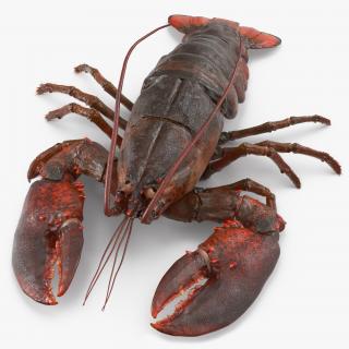 3D Lobster Pose 2 with Fur model