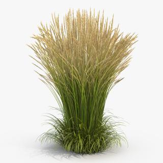 3D Calamagrostis Karl Foerster Grass model