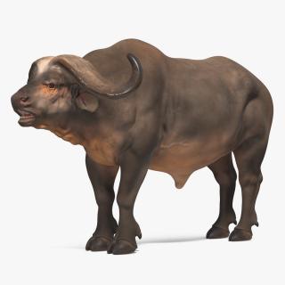 3D Syncerus Caffer African Buffalo