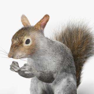 3D model Gray Squirrel in a Sitting Pose Fur