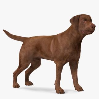 Labrador Dog Brown Standing 3D