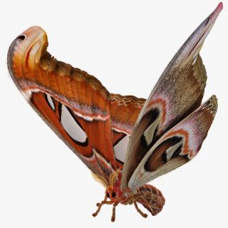 3D model Attacus Atlas Large Saturniid Moth with Fur Rigged