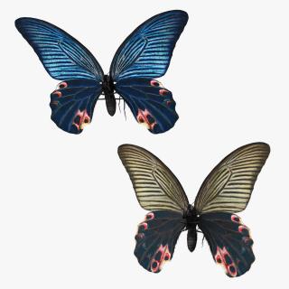 3D Papilio Protenor Butterfly Male and Female Collection model