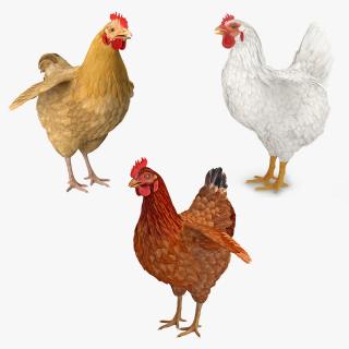 3D Chickens Collection 2