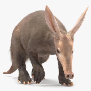 Nocturnal Mammal Aardvark Walking Pose Fur 3D