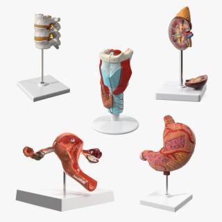 Medical Models Collection 4 3D