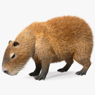 Capybara Eating Pose Fur 3D model