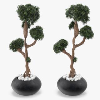 3D Podocarpus Small Tree in Pot model