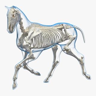 3D Running Horse Pose Envelope with Skeleton