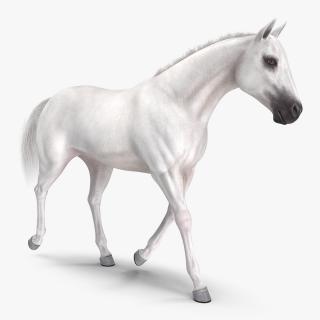 3D model White Horse Gait Fur