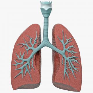 Lung Anatomy Dissection Model 3D model