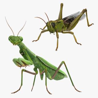 3D Grasshopper and Mantis Collection model