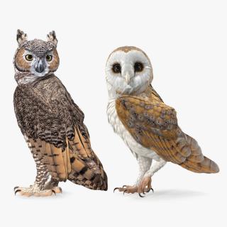 3D model Owls Collection