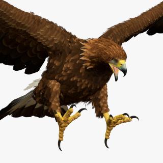 Golden Eagle Attacking 3D