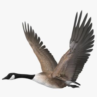 North American Goose Flying Pose 3D