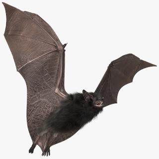 3D model Flying Black Bat Fur